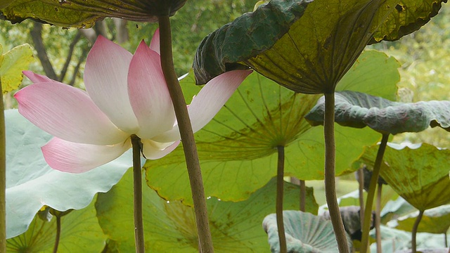 东印度莲花视频素材