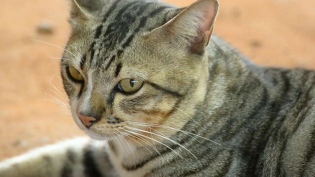 泰国的猫视频素材