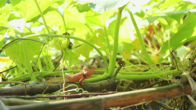 蜥蜴视频素材