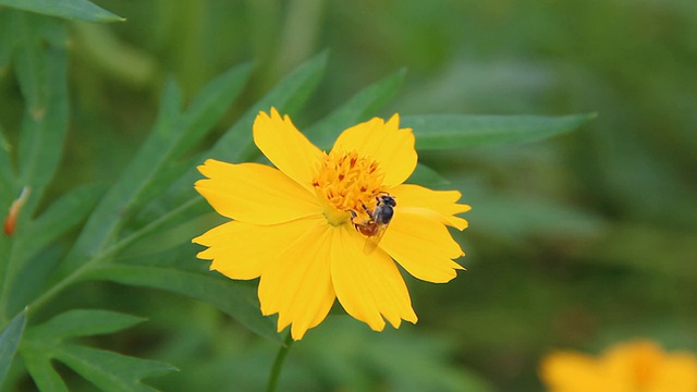 蜜蜂视频素材