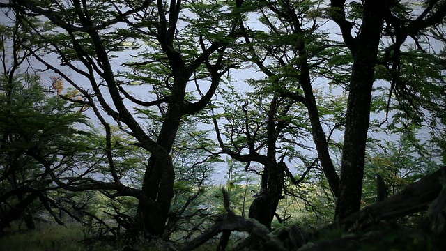 树叶随风飘动的MS树/智利巴塔哥尼亚Torres del Paine视频素材