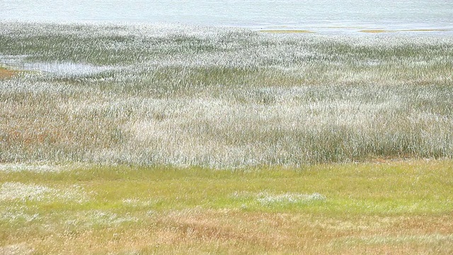 平原上高大的野草随风疾驰/智利巴塔哥尼亚Torres del Paine视频素材