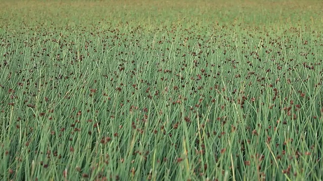 MS Green grass blowing in breeze / Torres del Paine，智利巴塔哥尼亚，智利视频素材