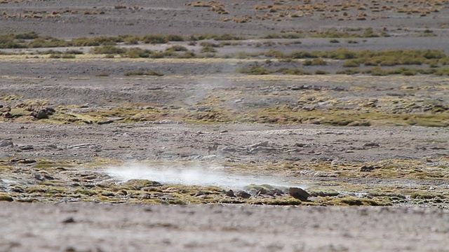 棕色土壤和一些绿色植被和烟雾从地面上升/ Geiser del Tatio，阿塔卡马沙漠，智利视频素材