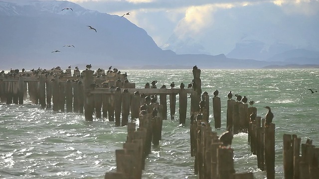 鸟站在旧码头的部分与风吹浪和山/ Puerto Natales，智利巴塔哥尼亚，智利视频素材