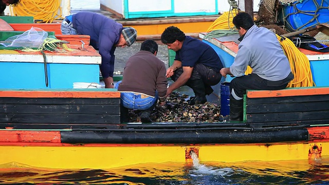 渔民在黄色和蓝色渔船上清洗蛤蜊/ Dalcahue, Isla Grande de ChiloÌ©，智利视频素材