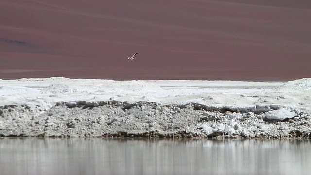 火烈鸟飞过咸白色地区/塔拉Salar de Tara，阿塔卡马沙漠，智利视频素材