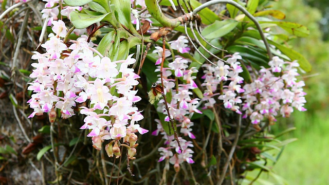 兰花视频素材