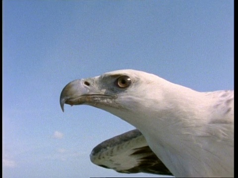 大白腹海鹰(Haliaeetus leucogaster)在飞行中头部，翼POV，马来西亚视频素材