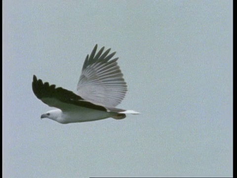 MS白腹海鹰(Haliaeetus leucogaster)滑右至左通过框架，马来西亚视频素材