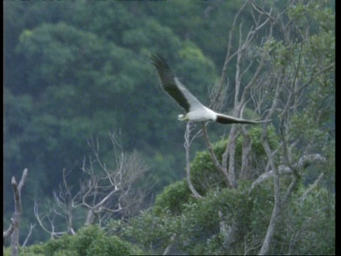 马来西亚，白腹海鹰(Haliaeetus leucogaster)在树林上空盘旋视频素材