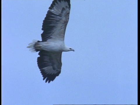 马来西亚白腹海鹰(Haliaeetus leucogaster)拍打翅膀，然后在天空中盘旋视频素材