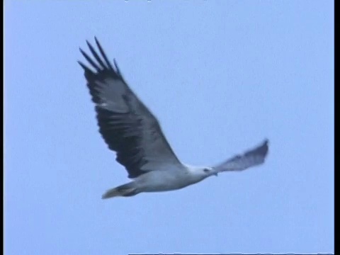 MS白腹海鹰(Haliaeetus leucogaster)拍动翅膀，从左到右飞行通过框架，马来西亚视频素材