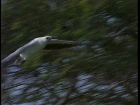 MS白腹海鹰(Haliaeetus leucogaster)拍动翅膀，飞过框架，马来西亚视频素材