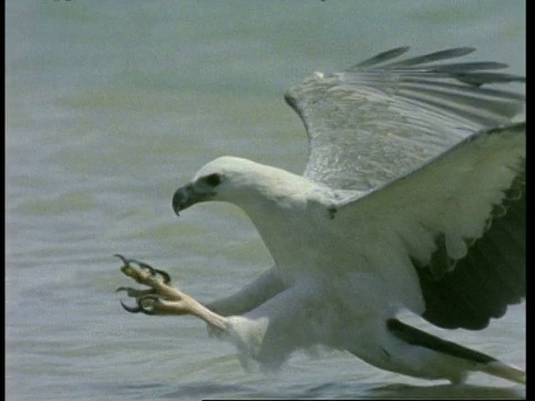 高速MCU白腹海鹰(Haliaeetus leucogaster)俯冲到海里，用爪子捕捉海蛇，马来西亚视频素材