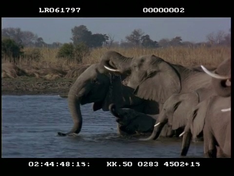 非洲象(Loxodonta africana)象群与年轻的涉水和饮水。视频素材