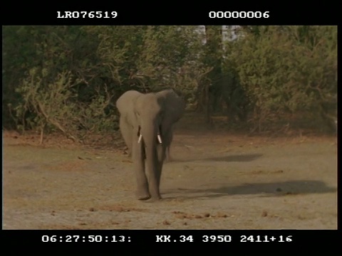 非洲象(Loxodonta africana)成人和婴儿走到相机，MCU，因为他们停止在水坑喝水视频素材