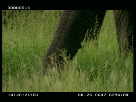 非洲大象库(Loxodonta africana)的树干，收集水在树干和喷洒树干，饮料视频素材