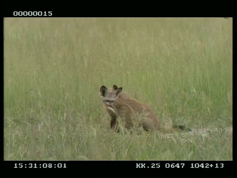 蝙蝠耳狐狸(Otocyon megalotis)沿着长草的轨道行走，坐着梳理，与第二狐狸一起，用鼻子摩擦，互相梳理视频素材