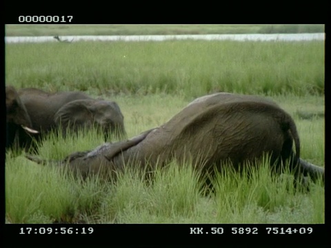 非洲象(Loxodonta africana)在泥中滚动视频素材