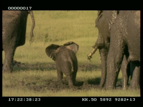 非洲象(Loxodonta africana)家族，包括婴儿，沐浴在泥浆池视频素材