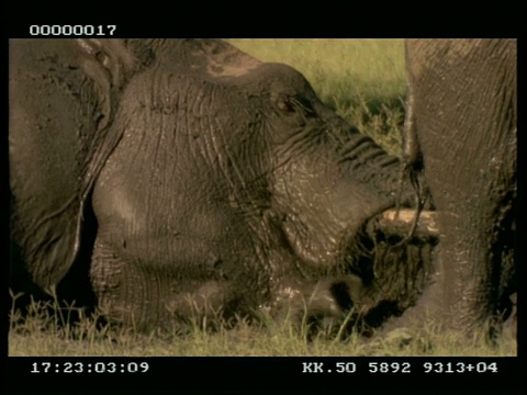 MCU非洲象(Loxodonta africana)躺在泥浆池，站立视频素材