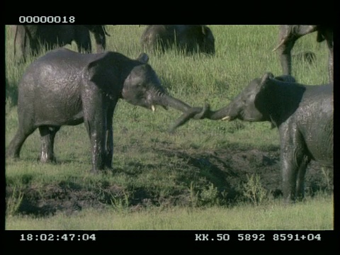 小非洲象(Loxodonta africana)在泥泞的池塘里玩打架视频素材