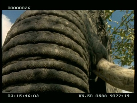 低角非洲象(Loxodonta africana)的脸，向上看的象牙和鼻子面对视频素材