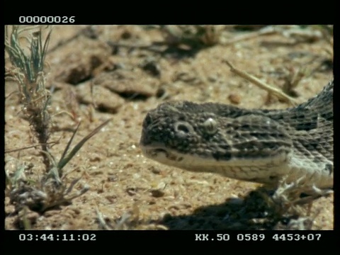 吸腹蛇(Bitis arientans)从镜头前移动，轻弹舌头视频素材