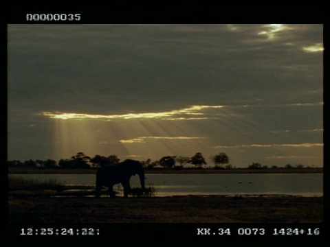 日落时分，在水边的非洲象(Loxodonta africana)视频素材