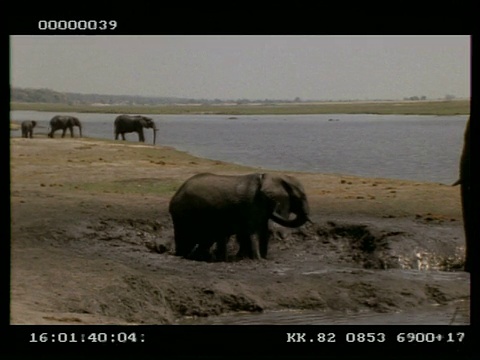 博茨瓦纳，两只年轻的非洲象(Loxodonta africana)正在做泥浴，成年象也在做同样的事情视频素材