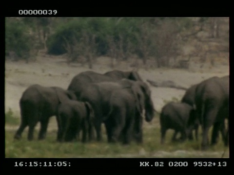 一大群非洲象(Loxodonta africana)走过草原，从左到右，热霾，博茨瓦纳视频素材