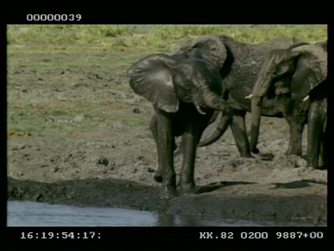 非洲象(Loxodonta africana)在身体上喷洒和踢泥巴，走到其他大象，博茨瓦纳视频素材