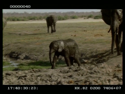 非洲象(Loxodonta africana)母亲匆忙的小象沿着泥泞从泥浴，博茨瓦纳视频素材