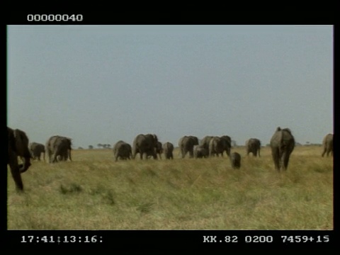 西非洲象群(Loxodonta africana)， inc年轻，离开镜头，在草原上，博茨瓦纳视频素材