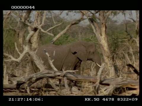 非洲象，Loxodonta africana，走过光秃秃的灌木丛，MS，博茨瓦纳视频素材