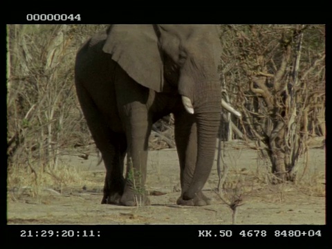 非洲象，Loxodonta africana，巨大的雄性站在灌木丛，MS，博茨瓦纳视频素材