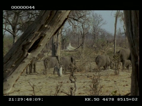 非洲象，Loxodonta africana，家族，行走在高高的树，MS，博茨瓦纳视频素材