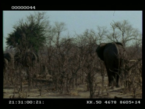 非洲象，Loxodonta africana，一群人走过光秃秃的灌木丛，MS，博茨瓦纳视频素材