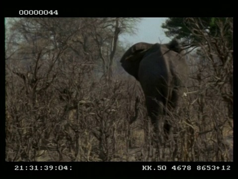 非洲象，Loxodonta africana，一群人走过光秃秃的灌木丛，MS，博茨瓦纳视频素材