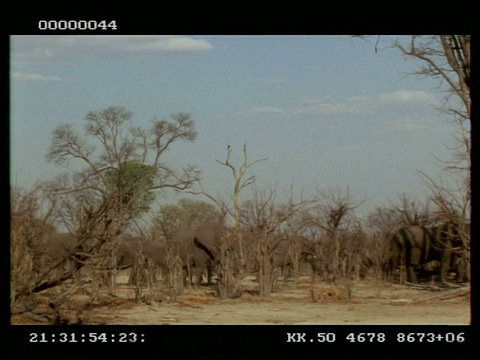 非洲象，Loxodonta africana，一群人走过光秃秃的灌木丛，MS，博茨瓦纳视频素材