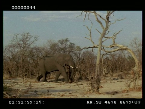 非洲象，Loxodonta africana，走过光秃秃的灌木丛，MS，博茨瓦纳视频素材