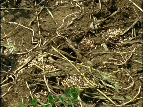 英国，MS放大拍摄花园蚂蚁(黄野蚁，Lasius flavus)，手举起铺路板，露出蚁穴和蚁蛹视频素材