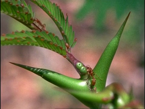 MCU高角度，刺槐蚂蚁(Pseudomyrmex)从刺槐树的花外蜜腺，哥斯达黎加视频素材