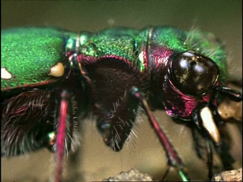 绿虎甲虫(Cicindela campestris) ECU，饲养，英国视频素材