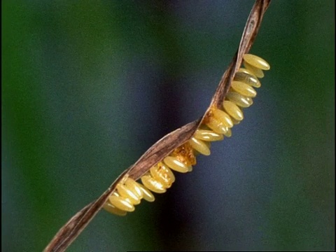 瓢虫幼虫吃蚜虫(瓢虫7-斑点瓢虫)序列，英国视频素材