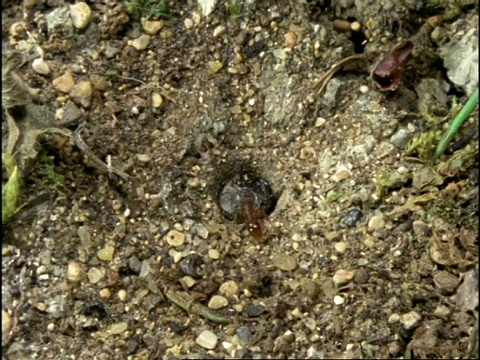 绿虎甲虫幼虫(Cicindela campestris)捕捉蚂蚁，英国视频素材