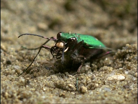 英国绿虎甲虫(Cicindela campestris)新成虫梳理视频素材