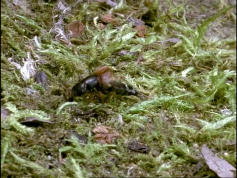 甲虫起飞顺序:科罗拉多甲虫(Leptinotarsa decemlineata)、红衣甲虫(Pyrochroa coccinea)、魔鬼马车(Ocypus olens)、金龟(Melolontha sp.)、黄蜂甲虫(Clytus aritis)，英国视频素材