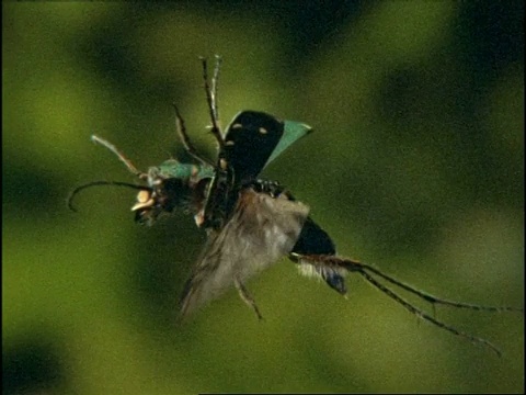 高速绿虎甲虫(Cicindela campestris)飞行，盘旋，草地，英国视频素材